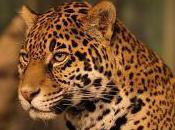 Featured Animal: Jaguar