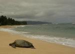 Green Sea Turtle