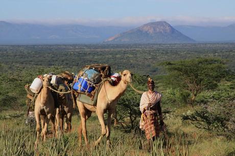 Safari honeymoons
