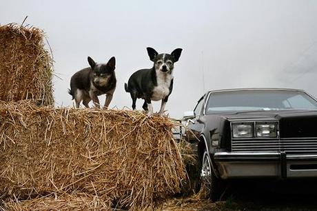 Nancy LeVine -  Senior Dogs  Across America