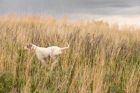 Nancy LeVine -  Senior Dogs  Across America