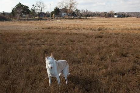 Nancy LeVine -  Senior Dogs  Across America