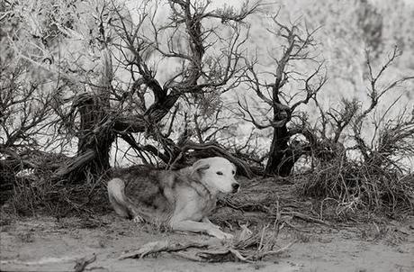 Nancy LeVine -  Senior Dogs  Across America