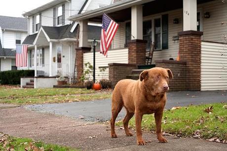 Nancy LeVine -  Senior Dogs  Across America