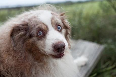 Nancy LeVine -  Senior Dogs  Across America