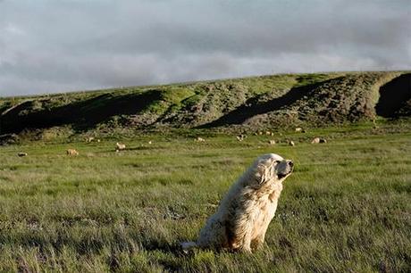 Nancy LeVine -  Senior Dogs  Across America