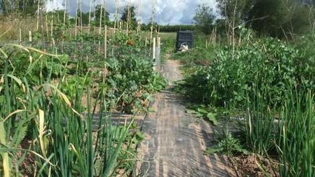 Allotment – mid-year review