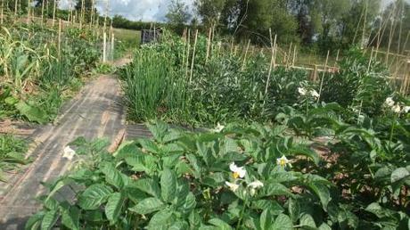 Allotment – mid-year review