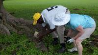 Jamaica golf courses