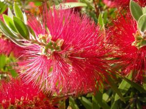 Callistemon citrinus detail (04/06/2011, London)