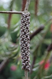 Callistemon citrinus fruiting capsules (18/06/2011, London)