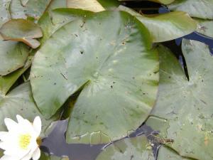 Nymphaea alba leaf (08/06/2011, Cambridge)