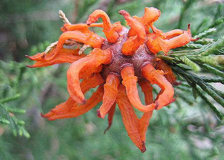 Attack Of The Many Tentacled Carrot Creature