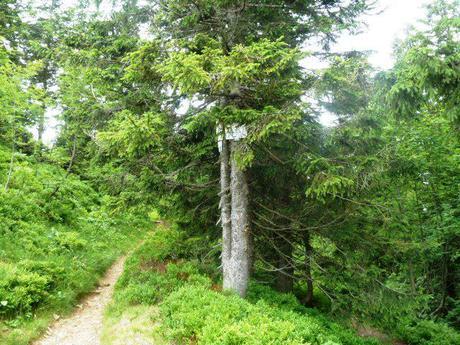 hiking in the black forest_route markers