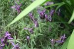 flowering lavender