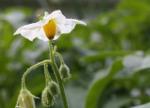 Potato flower with an aphid