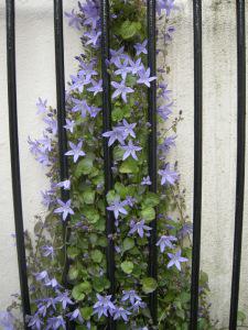 Campanula poscharskyana (07/05/2011, London)