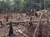 Reforesting Wealthy Countries Common Good