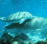 Dugong