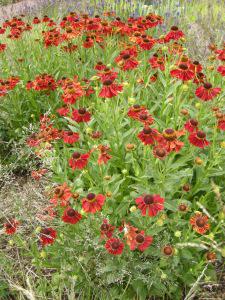 Helenium 'Moerheim Beauty' (09/06/2011, London)