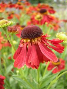 Helenium 'Moerheim Beauty' flower (09/06/2011, London)