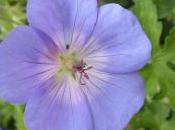 Plant Week: Geranium ‘Johnsons Blue’