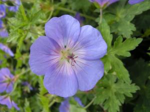 Geranium 'Johnsons Blue' flower (09/06/2011, London)