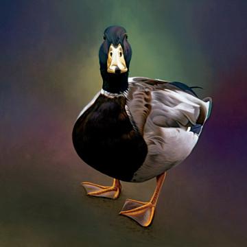 Black Sheep Galleries, Oxford - Paul James - duck, urban jungle