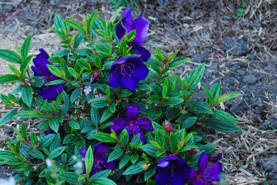 Tibouchina madness