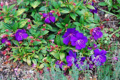 Tibouchina madness