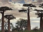 Magnificent Weird Trees