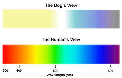 Canine Vision