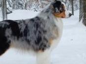 Featured Animal: Australian Shepherd