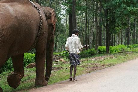 along the way, we met an elephant and her mahoot