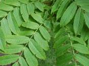 Plant Week: Pterocarya Rhoifolia