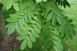 Pterocarya rhoifolia Leaf (28/07/2012, Kew Gardens, London)