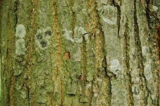 Pterocarya rhoifolia Bark (28/07/2012, Kew Gardens, London)