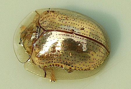 The Beautiful Golden Tortoise Beetle