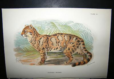 A Leopard Love Affair! A Leopard Love Affair!