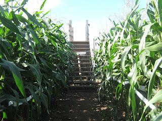 Corn maze!