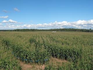 Corn maze!