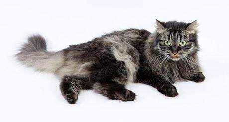 Siberian Cat: image via wikipedia.org