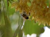 Plant Week: Tilia Tomentosa ‘Petiolaris’