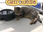 Catroulette