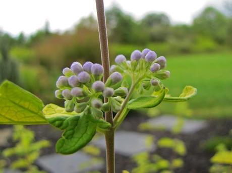 A collision of gardening activity