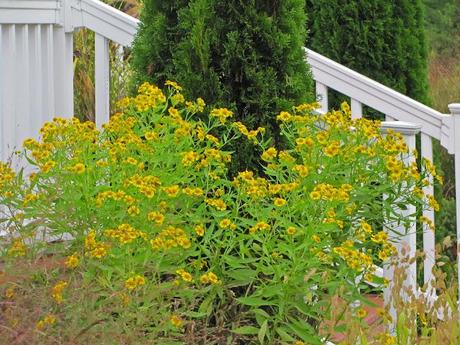 A collision of gardening activity