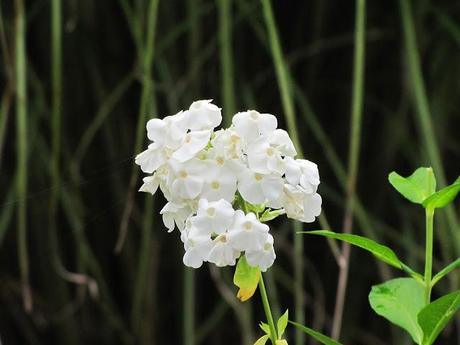 A collision of gardening activity