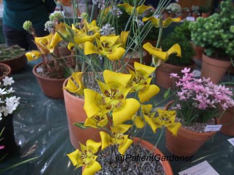 Calochortus clavatus var recurvifolius