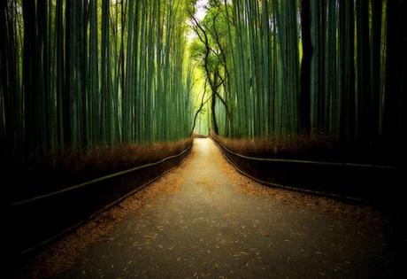 Zen Forest Bamboo