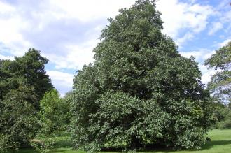 Alnus subcordata (28/07/2012, Kew Gardens, London)